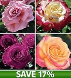 AARS Winning Hybrid Tea Collection, Set of 4