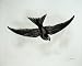 1907 The Swift Cypselus Apus Adult Bird Plate