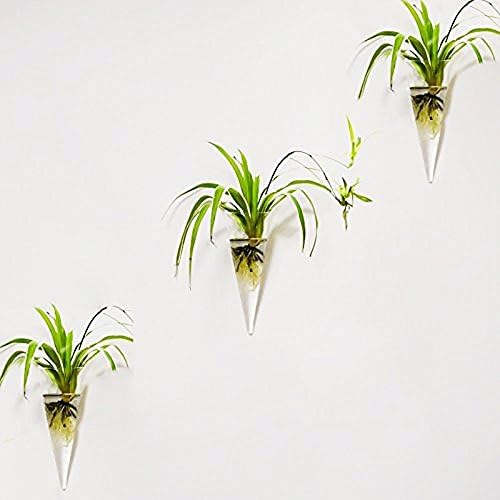 Family Together 2 pack Wall Mount Hanging Clear Glass Vase Flower Plant Pot Container Planter Terrarium Home DecorationCone M