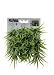 Fluval Chi Grass Aquarium Ornament
