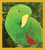 Male Eclectus Parrot Bookmark