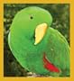 Male Eclectus Parrot Bookmark
