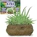 Search : Soothing Aloe Rock Garden