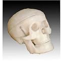 Scientific Anatomical Model : Mini Human Skull Model