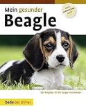 Mein gesunder Beagle