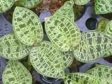 Macodes petola