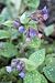 Lungwort Flowers - 18