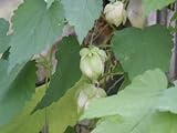 Hopfen Bierhopfen Humulus lupulus Samen