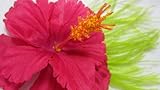 NEW Bright Pink Hibiscus Flower with Green Feathers, Limited.