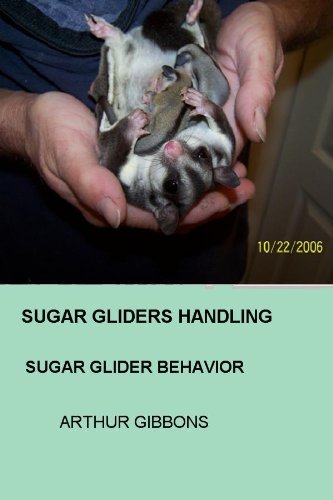 Sugar Gliders Handling: Sugar Glider Behavior