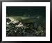 Atlantic Salmon Releasing Milt and Eggs in a Spawning Bed Framed Art Poster Print by ...