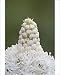 Photographic Prints of Bear grass (Indian basket grass) (Xerophyllum tenax), Glacier National Park, from Robert Harding