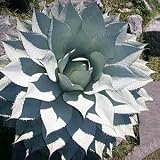 10 AGAVE OVATIFOLIA WHALE &acute; S TONGUE CENTURY PLANT SEEDS - B001UDKTAC