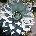 10 AGAVE OVATIFOLIA WHALE'S TONGUE CENTURY PLANT SEEDS