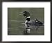 Common Loon Calling with Chick Riding on Back in Water, Kamloops, British Columbia, Canada Animals Framed Art Poster Print by Arthur Morris, 22x18