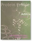 Actin (Protein Profile)