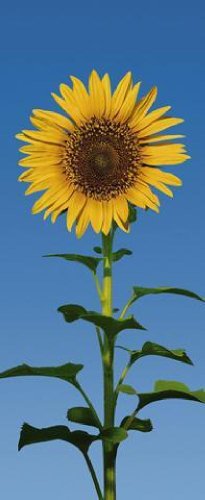 1art1 40511 Blumen - Sonnenblume Fototapete Poster-Tapete (200 x 86 cm)