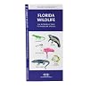 Florida Wildlife: An Introduction to Familiar Species (Pocket Naturalist)
