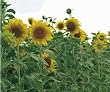 Dwarf Sunflower Border Garden Mat - Instant Garden, Roll N Grow - Seeded Mat - Just Roll and Grow! (Easy & Hassle Free!) Plant in garden or family yard!
