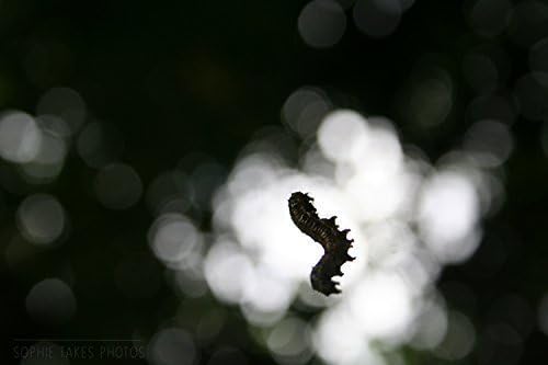 Art Photography - 'Caterpillar on Silk' - Fine Art Nature Photography Print by Sophie Takes Photos