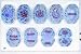 Meiosis Model
