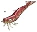 D.O.A. Shrimp FSH3-3P/324 Glow/Copper Crush Belly DOA