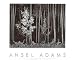 Aspens, Northern New Mexico, 1958 by Ansel Adams - Fine Art Print / Poster - 30.00 x ...