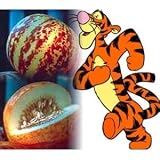 Rare Tigger Melon 10 Seeds - Heirloom - Delicious -Easy