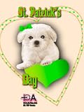 Cute St. Patricks Day Animals 1 (Holiday Collection, Greeting e-Card 11) (DA TOP Greeting Cards)