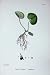 Asarabacca Europaeum Asarum Sowerby Plants C1902
