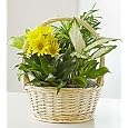BUY : Flowers by 1800Flowers - Dish Garden with Fresh Cut Flowers - Small
