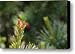 Pine Cone Flowers Canvas Print / Canvas Art - Artist Paul Causie
