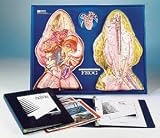 Frog Model Activity Set; Dissected Dorsal and Ventral Views; Dimensions: 24 x 18 in.