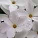 1,000 Seeds, Phlox "Mountain" (Linanthus grandiflorus) Seeds By Seed Needs