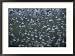 A flock of western sandpipers flies over mudflats at high tide Styles Framed Art Poster Print by Joel Sartore, 29x21