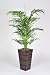 Artificial 5 1/2 Ft. Double Areca Palm
