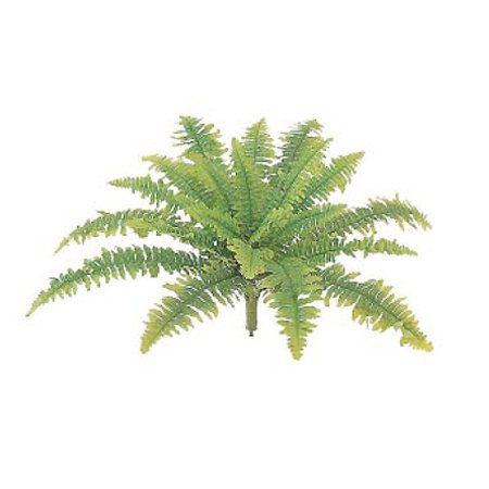 【人工植物】タマシダ大（ボストンファンG）