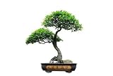 Chinese Green Bonsai Tree Isolated on White Background. - 48