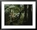 Thick Underbrush and Foliage in a Rain Forest in New Zealand Framed Art Poster Print,...