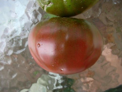 Black from Tula Heirloom Tomato 20 Seeds from TomatoBob - FREE Shipping, Non-GMO, Open-pollinated