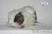 Hansa Guinea Pig Plush, Gray/White