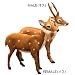 �y&K AMSTERDAM�zBambi�o���r�@�I�X