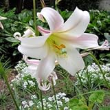 Amazon / Tropical Oasis: Formosa LILY LILIUM FORMOSANUM very fragrant 10 seeds