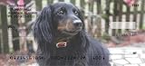 Dark Dachshunds Personal Checks