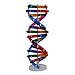 HMANE DNA Models Double Helix Model Components Science Educational Teaching Instrument Toy
