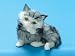 Cat Small 1 Paw Up Cat (Voice) Kitty Collectible Decoration Furry Cute