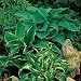 Hosta - Americans - 50 Seeds