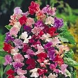 Sweet Pea 'Fragrantissima' Flower Seeds** A T&M Exclusive- Intense fragrance**