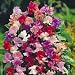 Sweet Pea 'Fragrantissima' Flower Seeds** A T&M Exclusive- Intense fragrance**