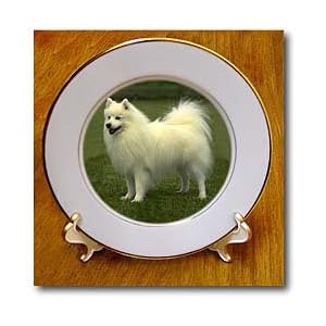 American Eskimo - 8 Inch Porcelain Plate